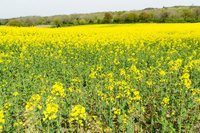 Scenic view of oilseed rape field