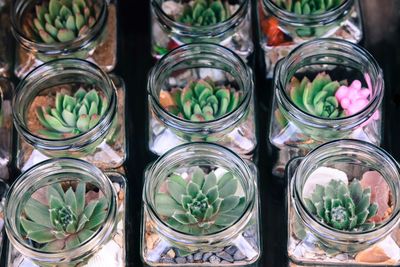 High angle view of succulents plants in jars on table