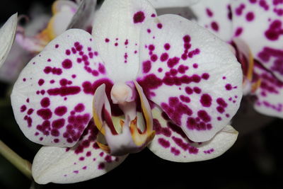 Close-up of pink flower