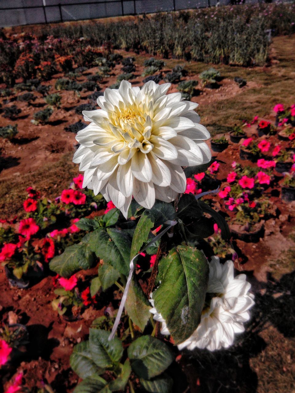 CLOSE-UP OF WHITE FLOWERING PLANTS