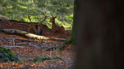 View of deer in forest