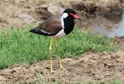 Close-up of red-wattled lapwing on field