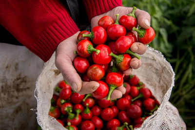 Cropped hands holding red fruits in sack