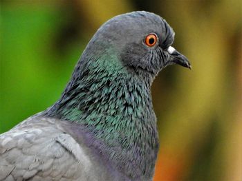 Close-up of bird 