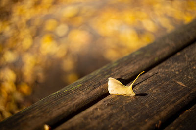 Close-up of dry leaves on wood