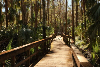 Footbridge amidst trees in forest