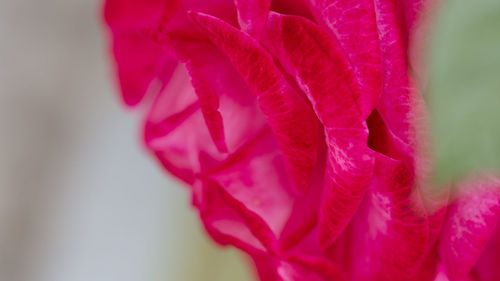 Close-up of pink rose flower