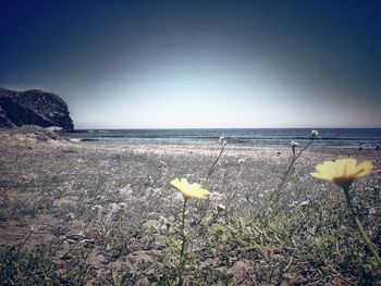 Scenic view of sea against clear sky