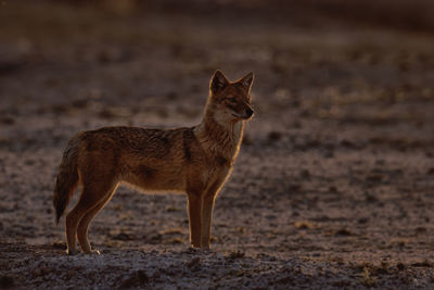 Fox walking on field