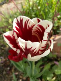 Close-up of flower blooming outdoors