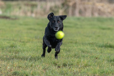 Dog running on field