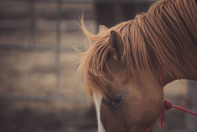 Close-up of a horse