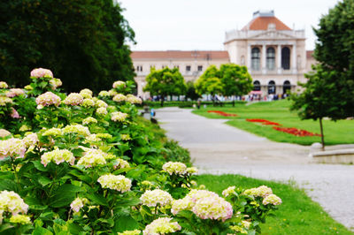 View of flowering plants in lawn