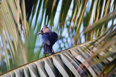 Low angle view of bird perching on tree