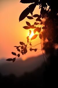 Sun shining through trees