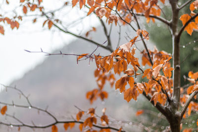 Close-up of maple leaves on branch