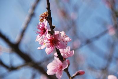 Close-up of pink cherry blossom