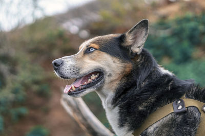 Close-up of dog looking away