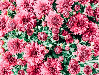 Full frame shot of pink flowers blooming outdoors