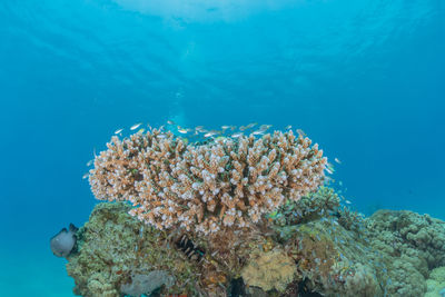 View of coral swimming in sea