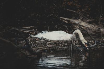 View of birds in lake