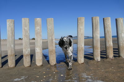 English setter dog passing wooden posts on beach