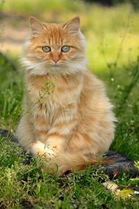 Portrait of cat sitting on grass