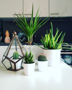 Potted cactuses on table