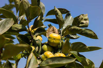 Low angle view of fruits growing on tree against sky