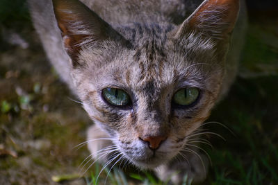 Close-up portrait of cat