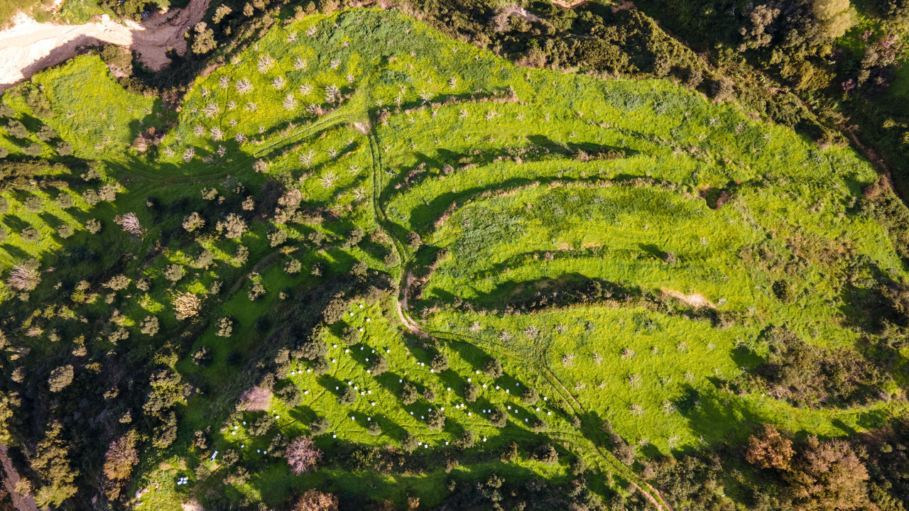 HIGH ANGLE VIEW OF VINEYARD