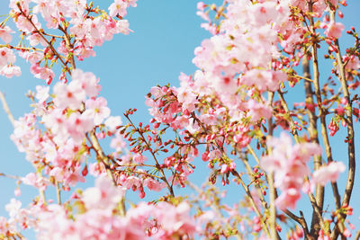 Low angle view of pink cherry blossoms against clear blue sky