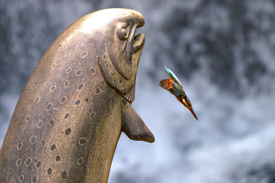 Close-up of fish statue