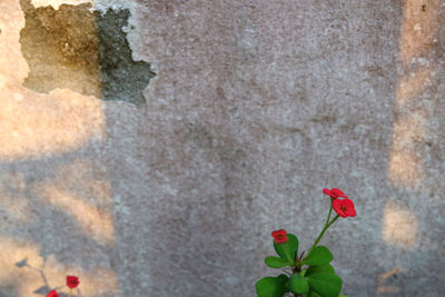 Close-up of red rose plant