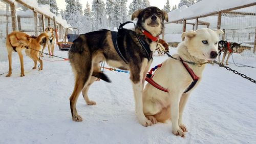 Dogs on snow during winter