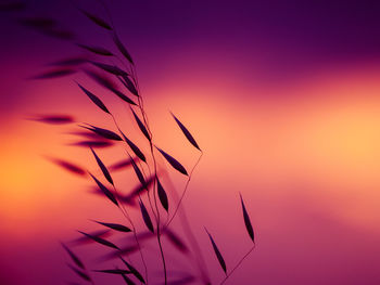 Close-up of silhouette plant against orange sky