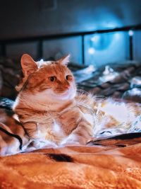 Close-up of a cat looking away