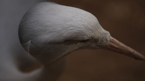 Close-up of bird