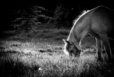 View of a horse on field