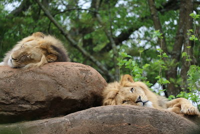 Cat sleeping on rock