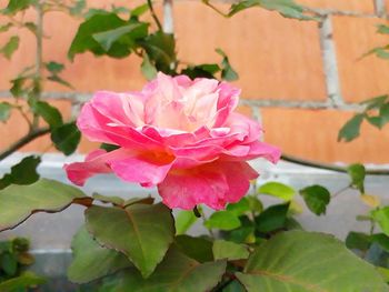 Close-up of pink flower blooming outdoors