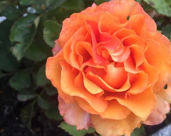 Close-up of rose blooming outdoors