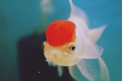 Close-up of fish underwater