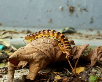 Close-up of lizard