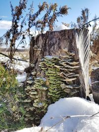 Close-up of frozen tree on field during winter