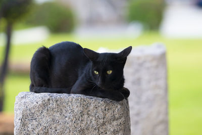 Black cat on retaining wall