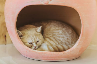 Close-up of cat sleeping