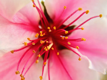 Close-up of pink flower, peach blossom