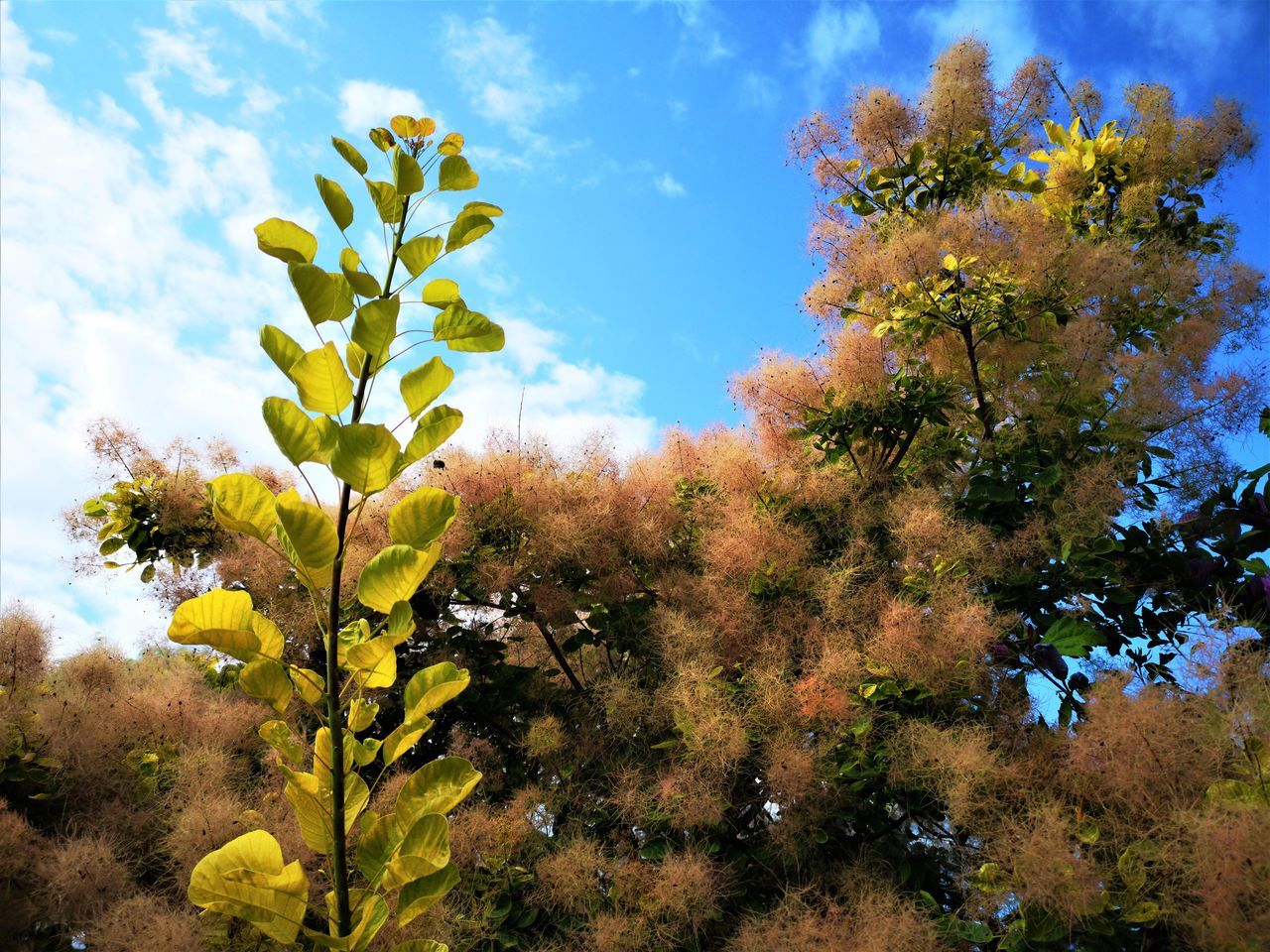 CLOSE-UP OF FLOWERING PLANT AGAINST TREES