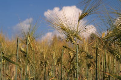 Plants growing on field